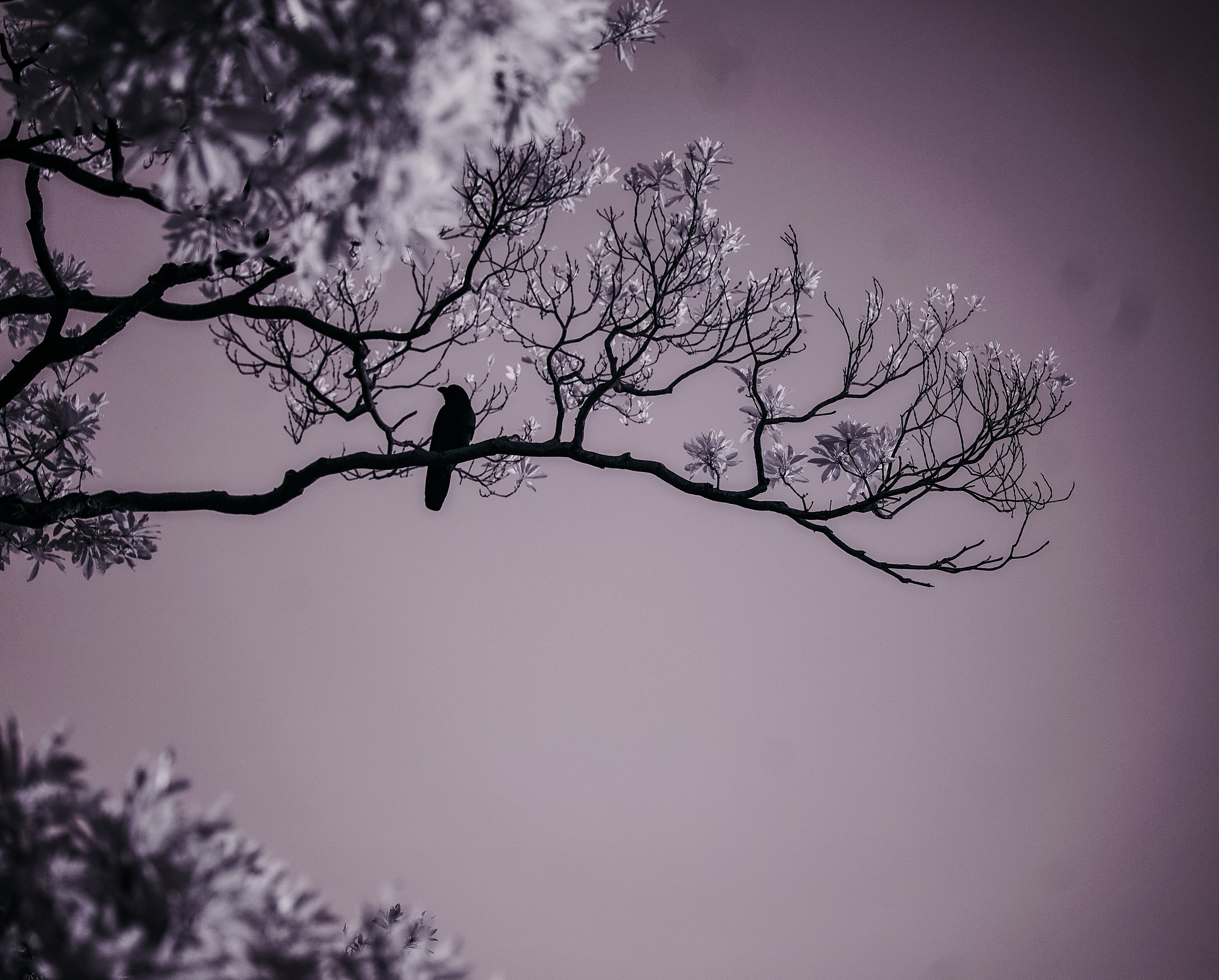 A silhouette of a crow perched on a tree branch, set against a dusky sky. The image evokes a sense of solitude and stillness.
