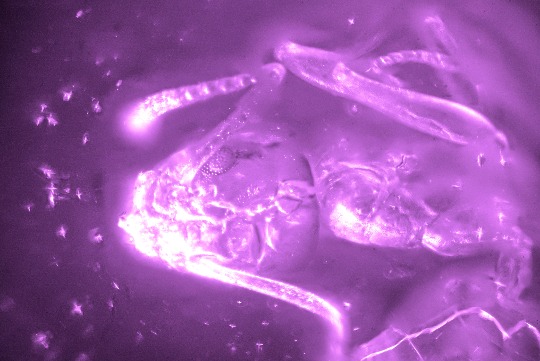 A terrifying closeup of an ant taken under a microscope in infrared, made to look like the movie Alien.