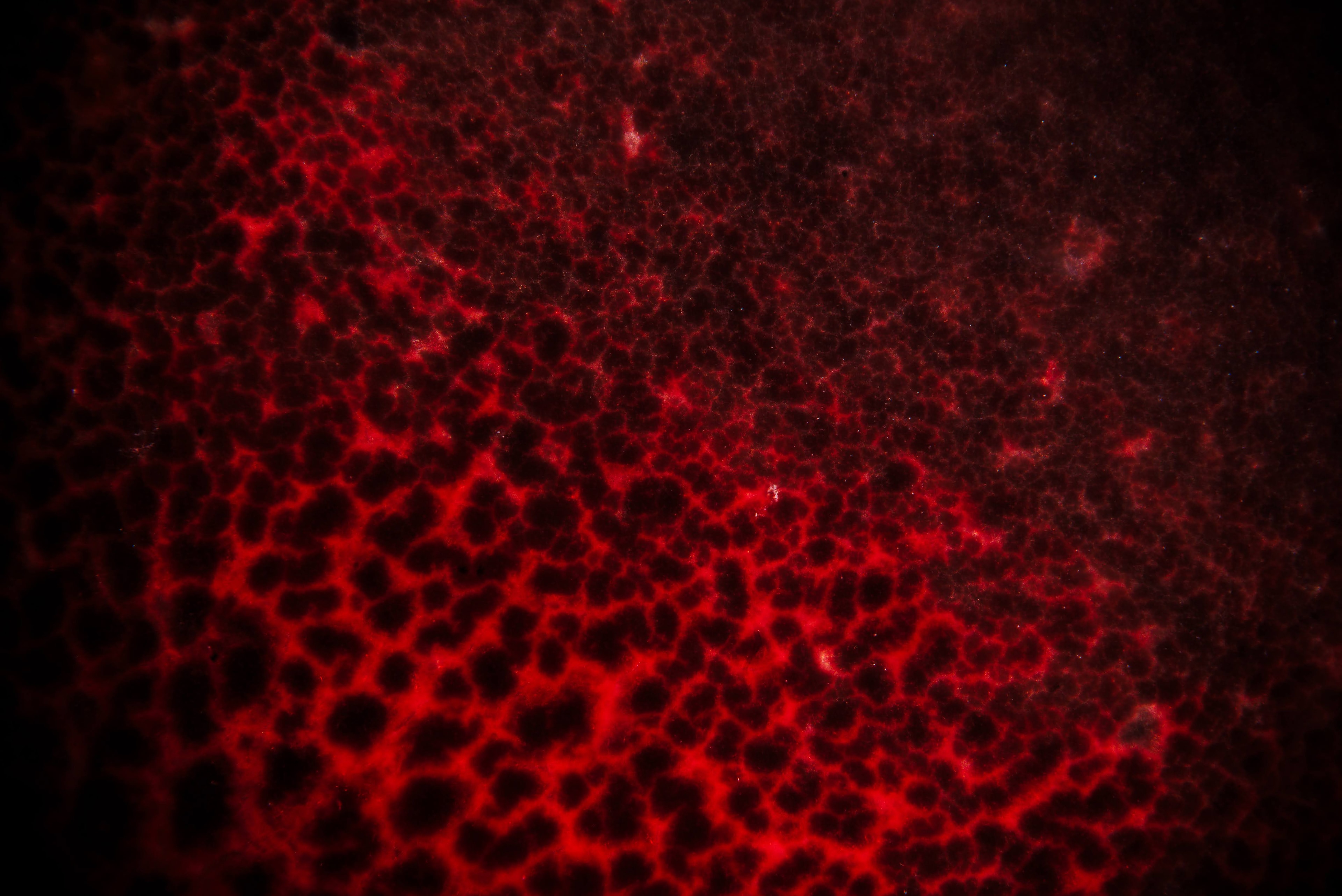 A visible-light photograph through a Nikon PlanApo 20x objective. Crimson cell walls rise into a field of peaks.