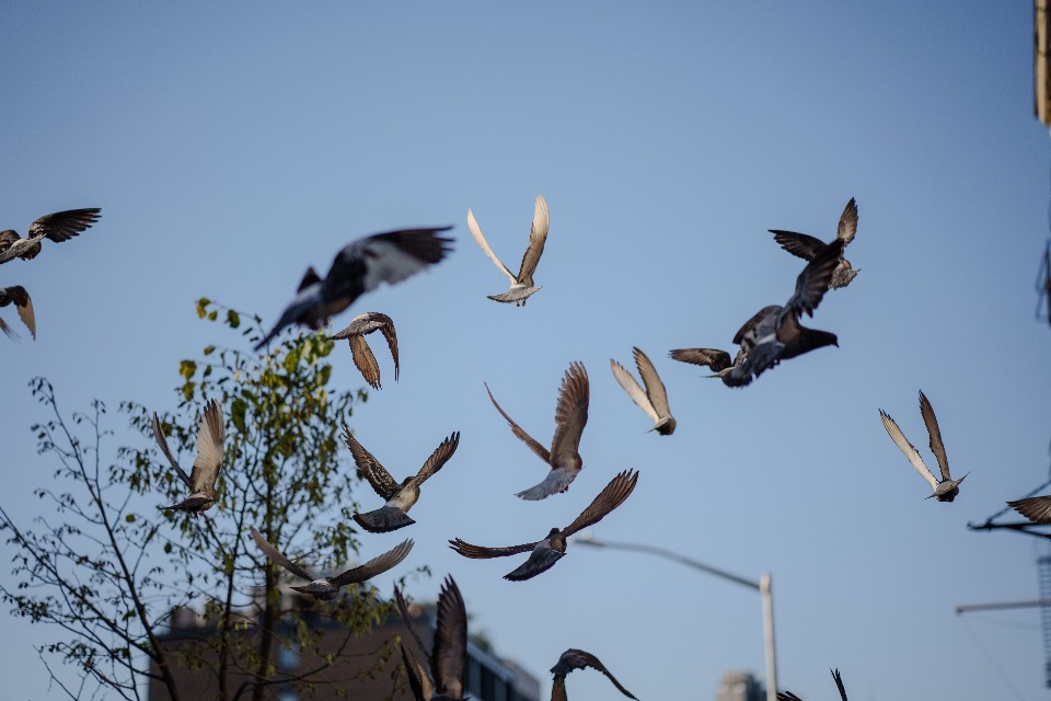 A flock of pigeons takes flight against a clear, blue sky. The birds' wings are spread wide, creating a dynamic and lively scene.